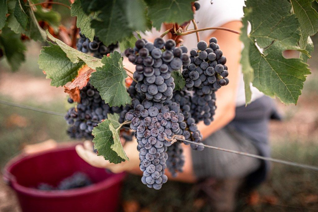 découvrez tout sur le label cultivons demain répondant aux normes RSE ISO26000